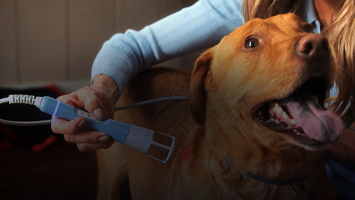 dog v hil applicator