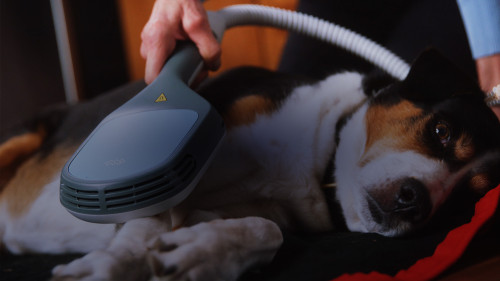 dog v sis applicator