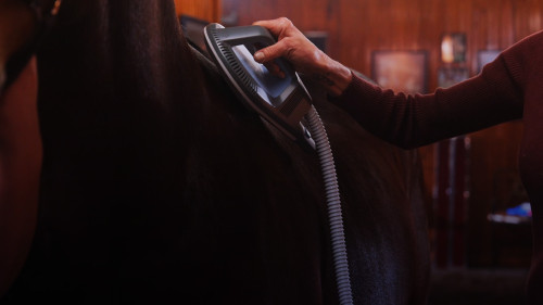 horse v sis applicator